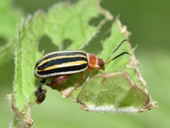 Kuschelina tenuilineata