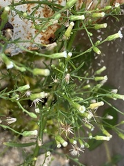Erigeron canadensis