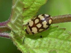 Alagoasa jacobiana