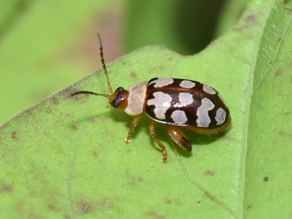 Alagoasa jacobiana