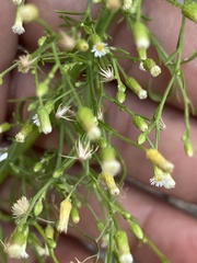 Erigeron canadensis