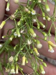 Erigeron canadensis