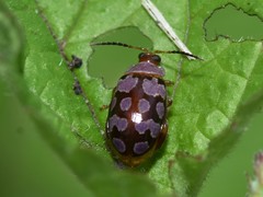 Alagoasa jacobiana