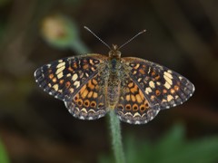 Phyciodes phaon