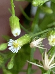 Erigeron canadensis