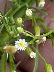 Erigeron canadensis