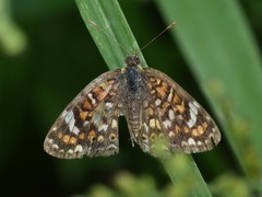 Phyciodes pallescens