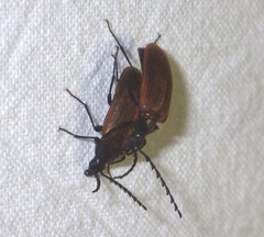 Pseudocistela ceramboides