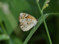 Phyciodes pallescens