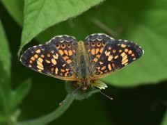 Phyciodes pallescens