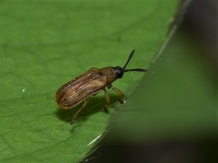 Sumitrosis pallescens