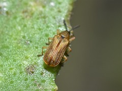Sumitrosis pallescens