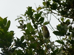 Vireo altiloquus