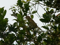 Vireo altiloquus