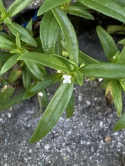 Oldenlandia corymbosa
