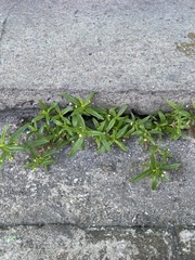 Oldenlandia corymbosa