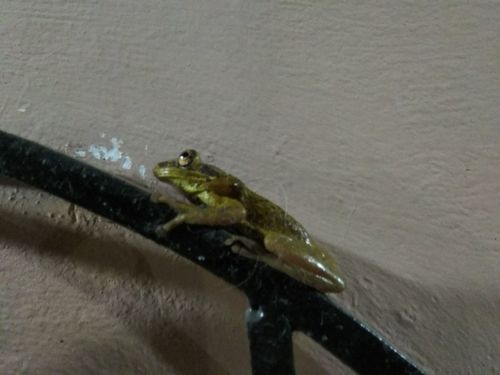 Trachycephalus jordani