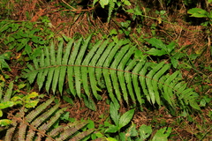 Cyclogramma auriculata