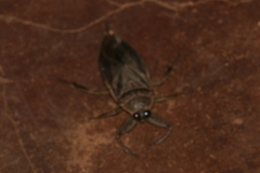 Lethocerus oculatus