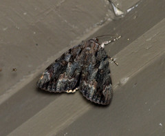 Catocala agrippina