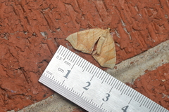 Eulithis gracilineata