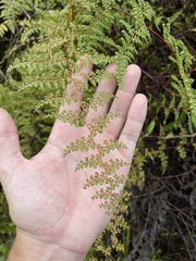 Odontosoria aculeata