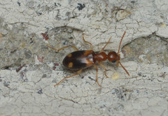 Stricticomus tobias