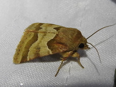 Schinia jaguarina