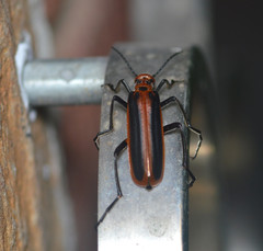 Pyrota tenuicostatis