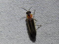 Photinus dimissus