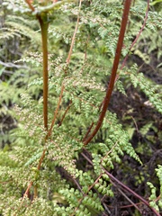 Odontosoria aculeata