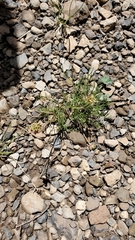 Cymopterus spellenbergii