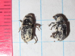 Dendroctonus terebrans