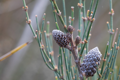 Allocasuarina striata