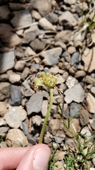 Cymopterus spellenbergii