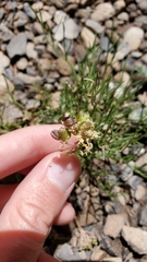 Cymopterus spellenbergii