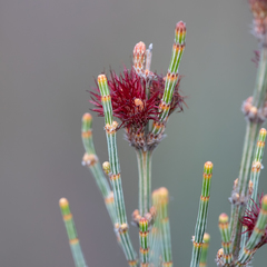 Allocasuarina striata