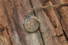 Polygyrinae