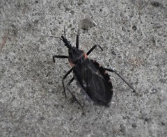 Triatoma gerstaeckeri