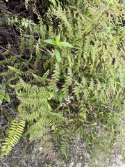 Odontosoria aculeata