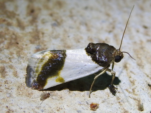Cream-winged Bird-dropping Moth