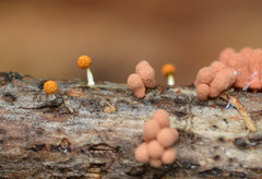Physarum melleum