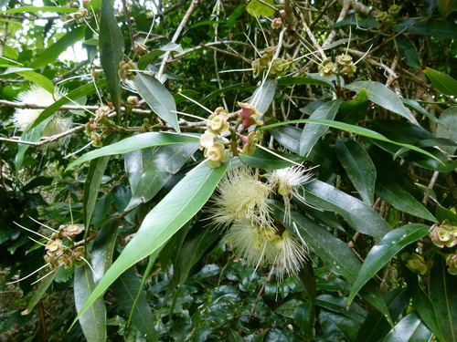 Syzygium jambos