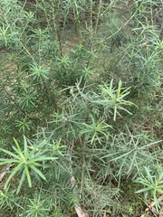 Ozothamnus rosmarinifolius