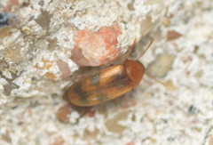 Diclidia