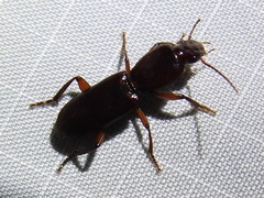 Stenomorphus