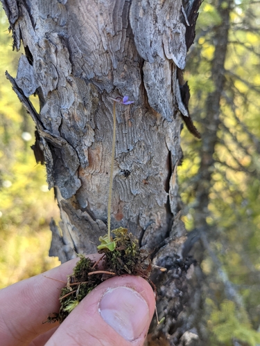 Hairy Butterwort