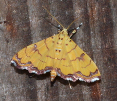 Isocentris retinalis