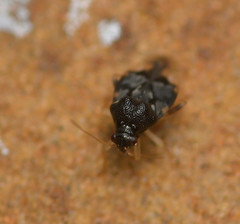 Pycnoderes quadrimaculatus