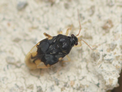 Pycnoderes quadrimaculatus
